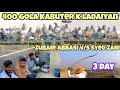 Zubair abbasi vs syed zaid  400 gola kabuter k ladaiyan  ladaiyan ka 3rd din