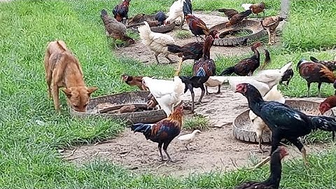 nyob zoo os los saib peb cov qaib os 25/7/24