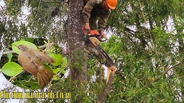Cưa Cây Tràm Bông Vàng gặp Điều Bất Ngờ / Sawing Melaleuca Melaleuca Tree met with a surprise