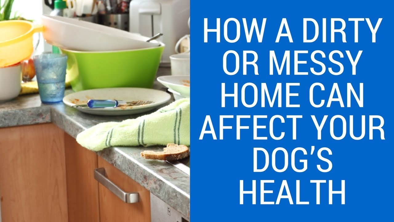 How a Dirty or Messy Home Can Affect Your Dog’s Health YouTube