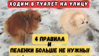 🐾Как ШПИЦА Приучить к ТУАЛЕТУ НА УЛИЦЕ🐾 100% Проверено!