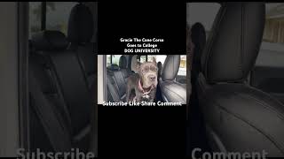 CANE CORSO GOES TO COLLEGE | Gracie The Cane Corso #shorts