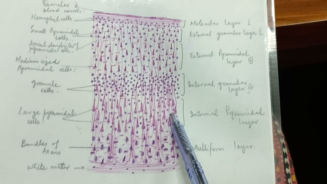 Histology of cerebral cortex (practical)