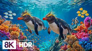 Divers Discover the Hidden Ocean World in 8K HDR | Underwater Paradise