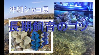 海水魚水槽 沖縄産シャコ貝 長期飼育のコツと設置 Youtube