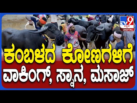 Bangalore Kambala: ಇಂದಿನಿಂದ ಬೆಂಗಳೂರಲ್ಲಿ ಕಂಬಳ.. ಕಂಬಳದ ಕೋಣಗಳಿಗೆ ವಾಕಿಂಗ್, ಸ್ನಾನ‌, ಮಸಾಜ್!|TV9