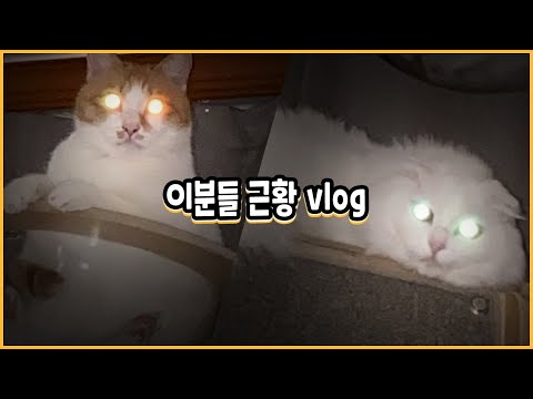 꽁지네 척척박사 고양이들 근황 Vlog...
