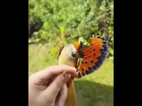 хохлатый питохуи