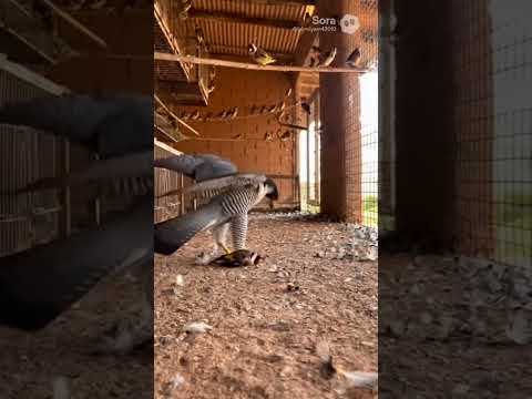 شاهد صقر يتسلل إلى حظيرة طيور الحسون Veo3 اكسبلور الرسوم ضحك اهميه Funny الظروف Flow Cat