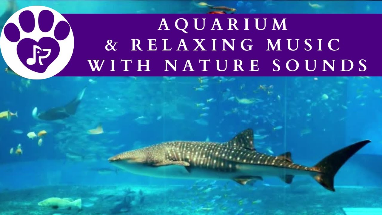 8 Hours of Calming Aquarium Visuals and Soothing Sounds 🐙 Relaxing Music to Reduce Pet Anxiety