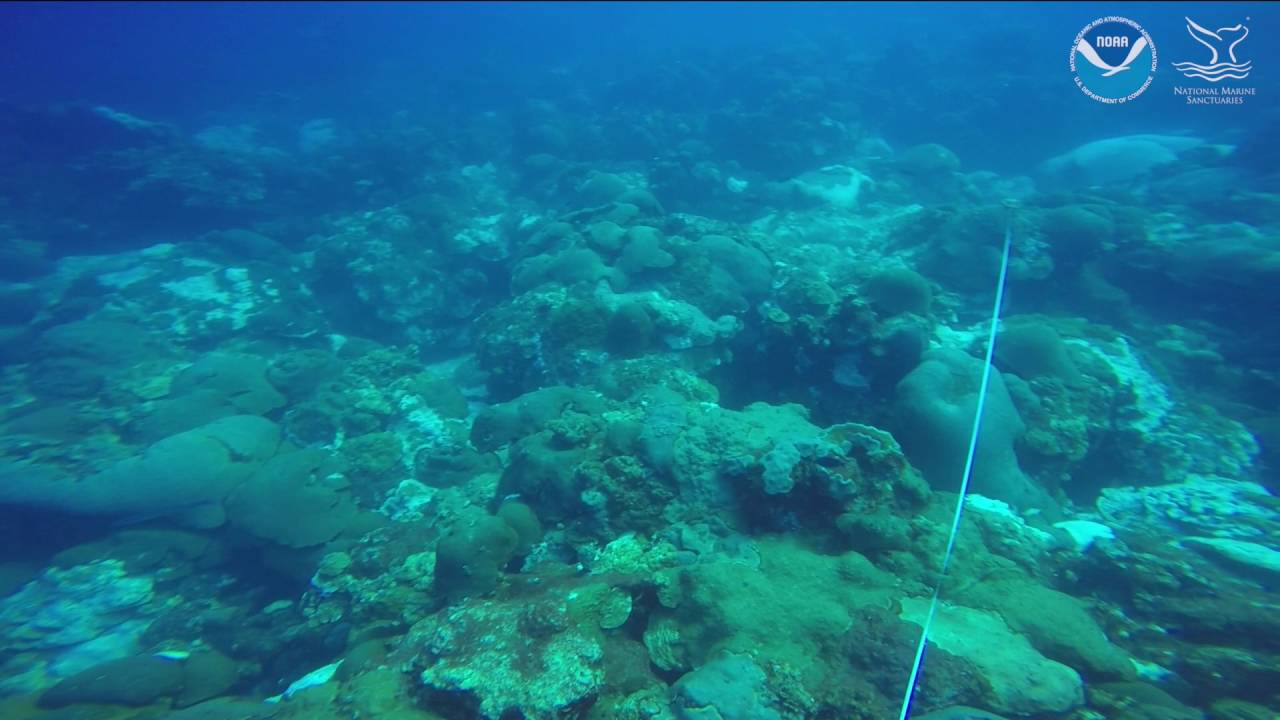 whales breaching 360 degree video at a survey site at East Flower Banks buoy #4