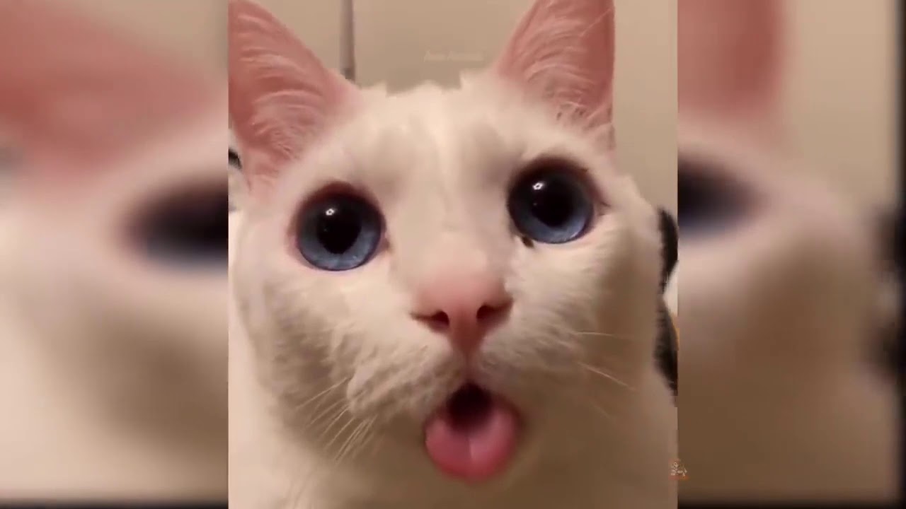 Baby Cats Cute and Funny Cat Videos Compilation #35 Aww Animals 