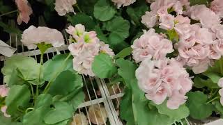 Thumbnail Artificial flower | IKEA | Trendy Explore