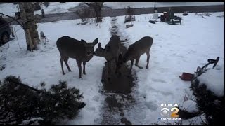 Mt. Lebanon Commissioners Hold First Meeting Since Deer Culling Plan Went Into Effect Mt. Lebanon Commissioners Hold First Meeting Since Deer Culling Plan Went Into Effect