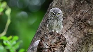 Spotted Owlet - Nikkor Z 800Mm F6.3 Vr S