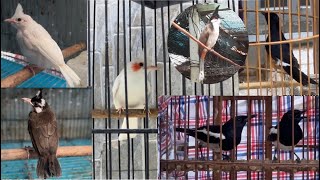 Bạch trống indo tách quạt khủng💫đầu bông💫mái gen💫than mùa💫xoè hết bảng💫lửa hót đuôi dài lỗi ngón