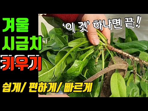 유튜브 미리보기