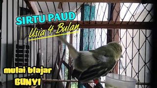 sirtu masih paud usia 4 bulan mulai blajar bunyi,Mental Baja