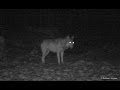 Viaţa sălbatică în munţii Bucovinei IARNA - Wildlife in bukovina's mountains during WINTER