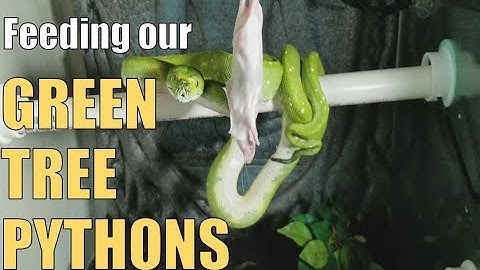 Feed My Pets Friday- Green Tree Pythons Eating!