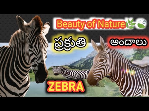 ZEBRA # Beauty of Nature🌿🍃 # avl Channel#