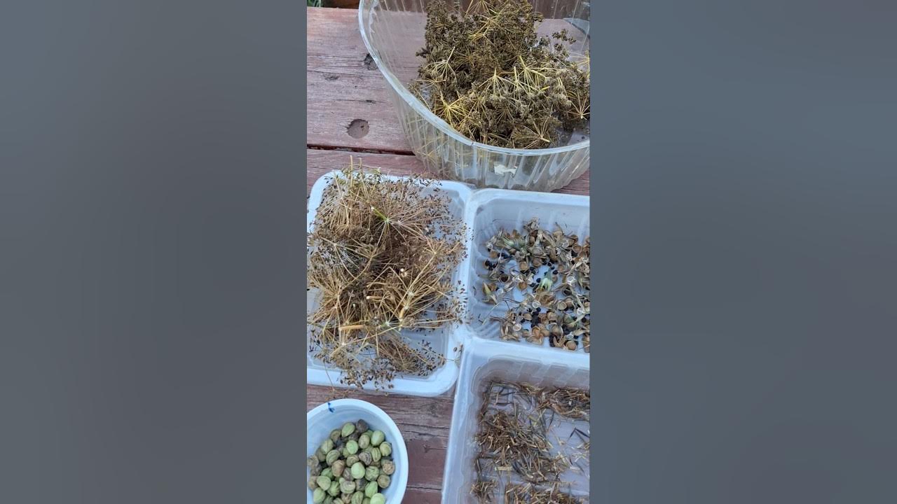 Чудесный сентябрьский день😍 #ульяновск #урожай #урожай2024 #облепиха # ...