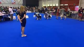 Grand Prix de Genève dog show  Australian Shepherds   Females Open Class, 23.8.2023