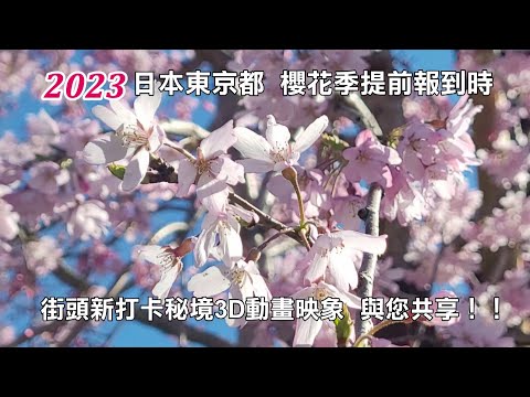 2023日本東京的櫻花提前盛開囉 街頭映象 與您共享！！