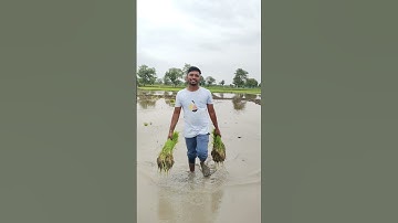 Farmers Life Shorts #farmerlife #village #shorts #trending #viralvideo @lifeofvillegars