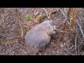 Beaver Trapping in Newfoundland &amp; Labrador 2016