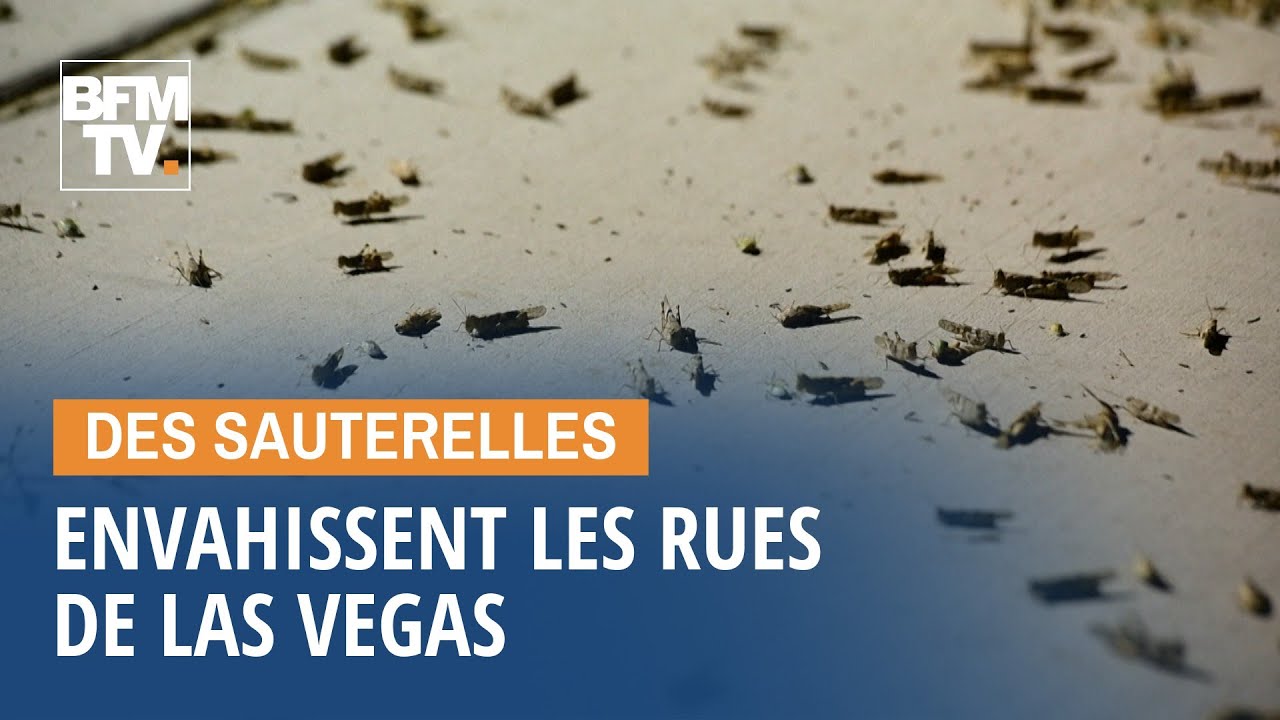 L'impressionnante invasion de sauterelles dans les rues de Las Vegas bfmtv i shot the sheriff