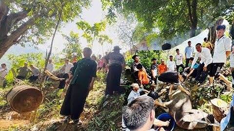 Bản Chống Chơ / Cúng Ma Khô Mổ Trâu Của Người Dân Tộc Hmong 