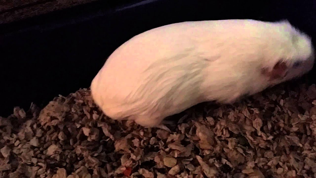 How to know your guinea pig is pregnant - YouTube