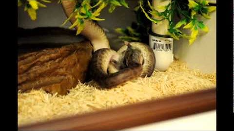 Childrens Python feeding live 15/04/2012 - 2