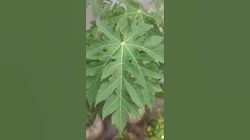 Dark Green Moody Effect 🌹❤️#short #shorts #youtubeshorts #youtube #video #edit #photography #nature