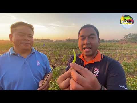 วีดีโอ: เรียนรู้การปลูกมะเขือเทศลิ้นจี่
