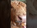 Cows Want Anzac Slice! Ozzy Man Quickies