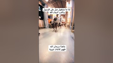 تلاوة خاشعة ومؤثرة جدا #تلاوة_مميزة #القرآن_الكريم #سورة_الكهف #explore #instagram #reels