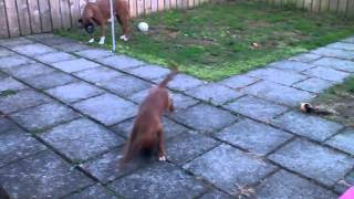 Boxer puppy meets a laser pen FUNNY