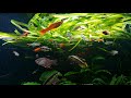 Planted community aquarium feeding time aquarium fish