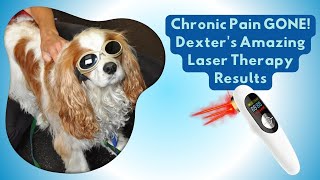 Chronic Pain Relief for Dogs with Chiari Malformation  AtHome Cold Laser Therapy for Senior Dogs