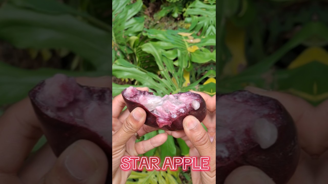 Fruit You didn't know existed ⭐️🍎🪴 