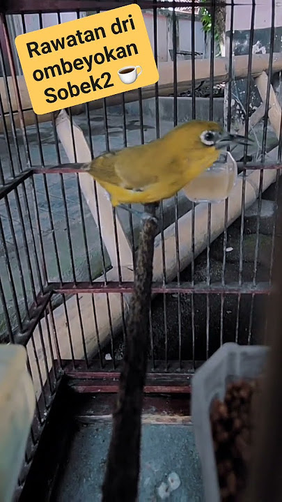Nikmati saja prosesnya #pleci #plecigacor #plecinembak