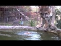 Freddy the Cougar at the Pool