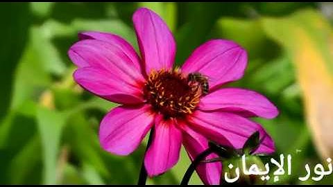 سورة طه || القارئ إسلام صبحى مزمار من مزامير داوود