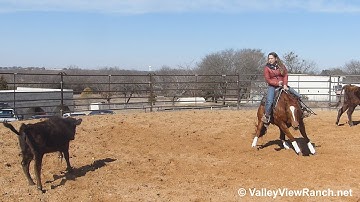 Sassy In The Sand - BRIDLELESS working cows! - ValleyViewRanch.net
