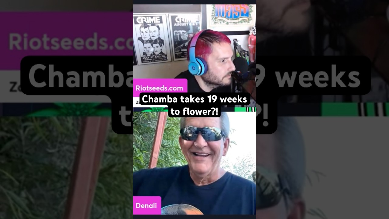 Chamba takes how long to flower?!