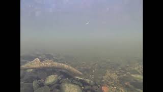 St Marys River 2020 nesting video series part 1 sea lamprey
