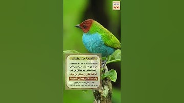 القران الكريم سورة الحاقة تلاوات سعود الشريم  holy quran