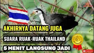 SUARA PIKAT RUAK RUAK ASLI‼️  THAILAND | TERBUKTI AMPUH SIANG DAN MALAM...